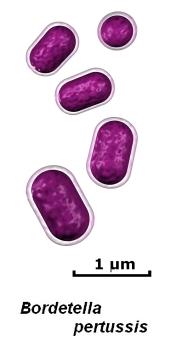 short gram negative rods drawing